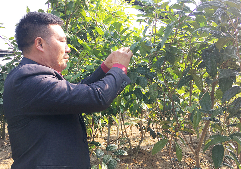 Ông Lê Mạnh Quy, chủ vườn trà Quy Hoa, xã Quảng Minh, huyện Hải Hà kiểm tra tốc độ sinh trưởng của bông trà.
