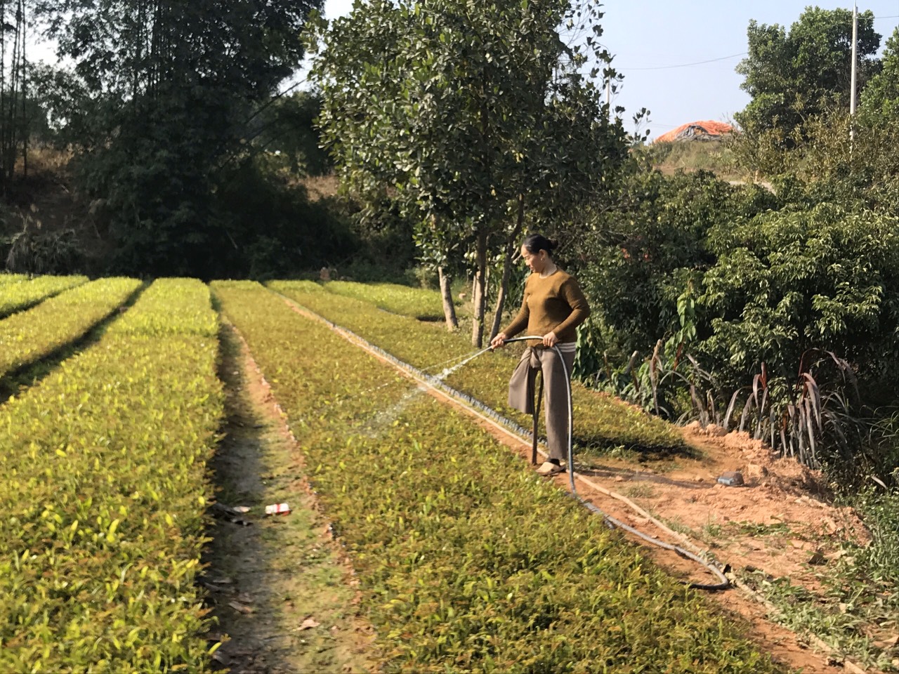 Dù bị khuyết một chân, chị Nguyễn Thị Sâm, thôn Tân Hà, xã Tân Bình, huyện Đầm Hà vẫn là một tấm gương tiêu biểu trong phát triển kinh tế của phụ nữ Đầm Hà.