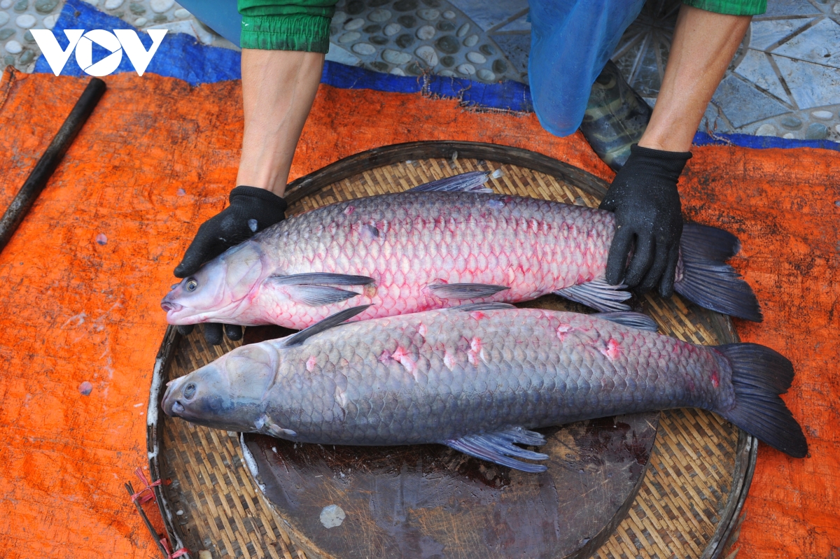 Anh Trần Bá Toản - chủ cơ sở cá kho Toản Hương ở làng Vũ Đại chia sẻ, cá kho ở Nhân Hậu ngon nức tiếng được làm từ loại cá trắm đen.