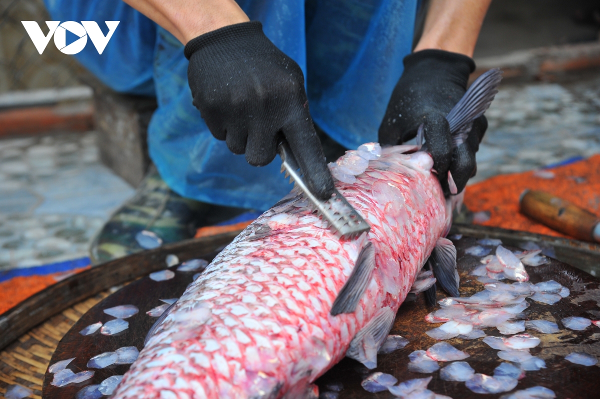 Nói về bí quyết kho cá kho thơm ngon, ông chủ cơ sở cá kho Toản Hương ở làng Đại Hoàng cho biết, quan trọng nhất là nguyên liệu phải tươi ngon. Cá kho phải là loại cá trắm đen từ 4 - 6 kg trở lên.