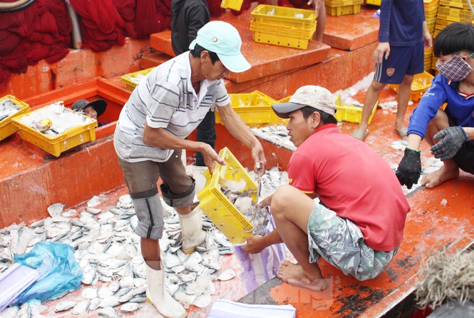 Chỉ riêng mặt hàng cá thu, giá tăng mạnh khoảng 35% so với ngày thường. Tính đến ngày 8/2 (ngày 27 tháng Chạp Âm lịch), giá cá thu dưới 3kg là khoảng 260.000 đ/kg, tăng khoảng 30% so với hôm trước; cá thu lớn (từ 3 - 5 kg/con) được bán với giá 320.000 đ/kg.