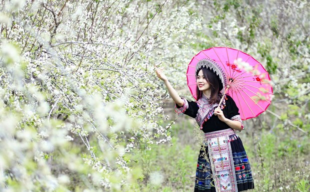 Thiếu nữ với trang phục của người dân tộc Mông giữa vườn hoa mận trắng muốt. (Ảnh: Xuân Tư/TTXVN)