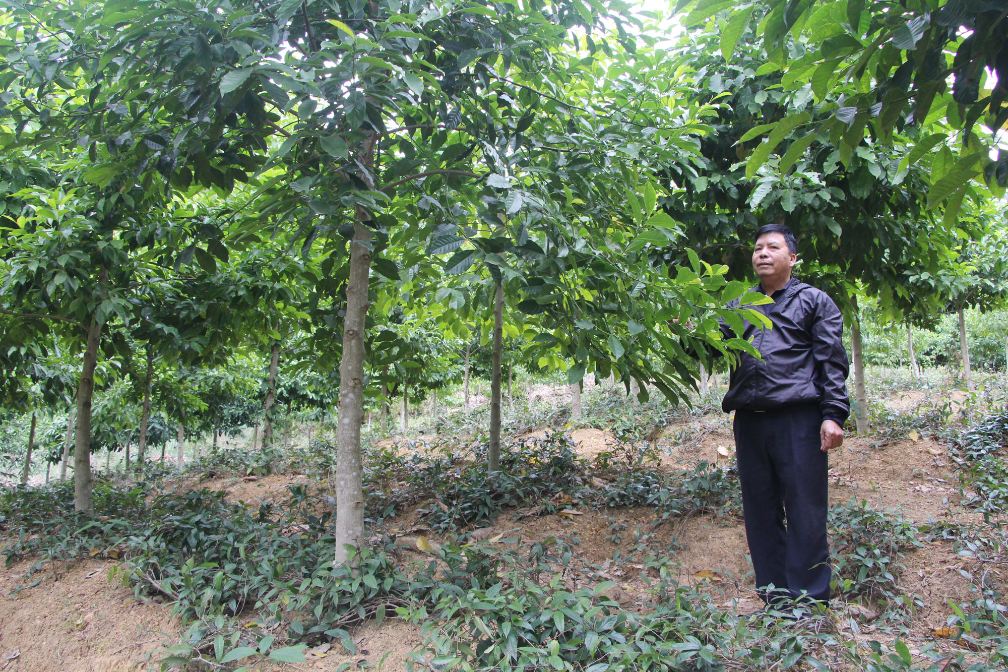 Mô hình trồng rừng gỗ lớn (cây dổi) trên địa bàn huyện Ba Chẽ của Công ty CP Phát triển rừng bền vững.