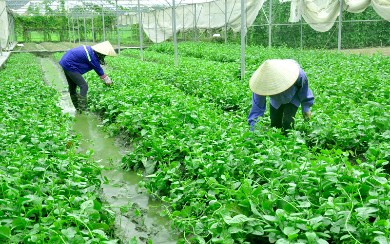 Người dân trồng rau an toàn tại phường Cộng Hòa, TX Quảng Yên.