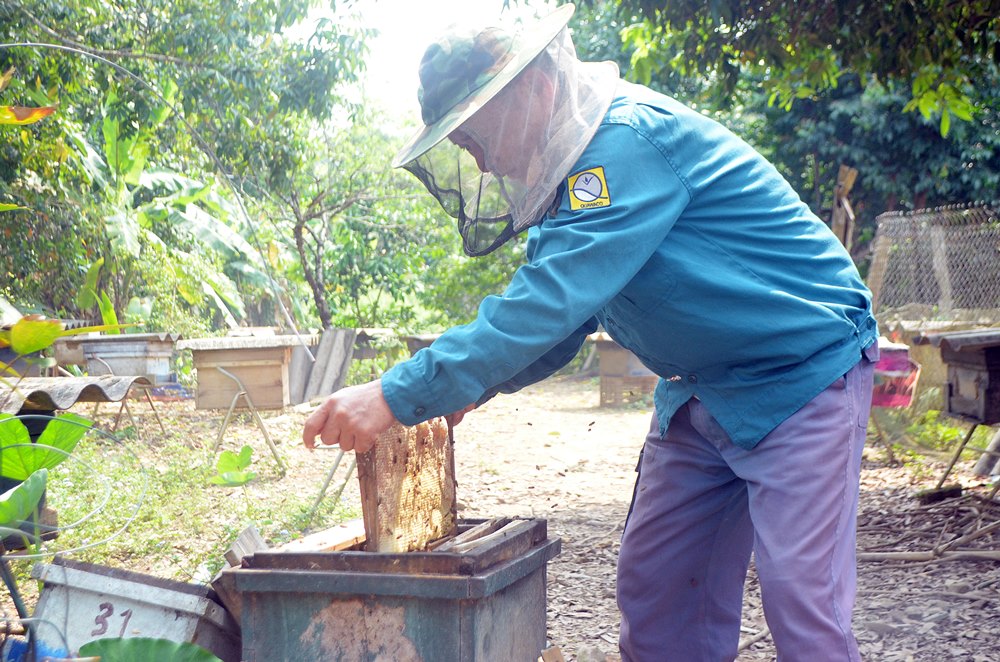 Mô hình nuôi ong lấy mật của CCB Hoàng Văn Ngô (khu 2, thị trấn Ba Chẽ) mỗi năm cho thu nhập 400 triệu đồng
