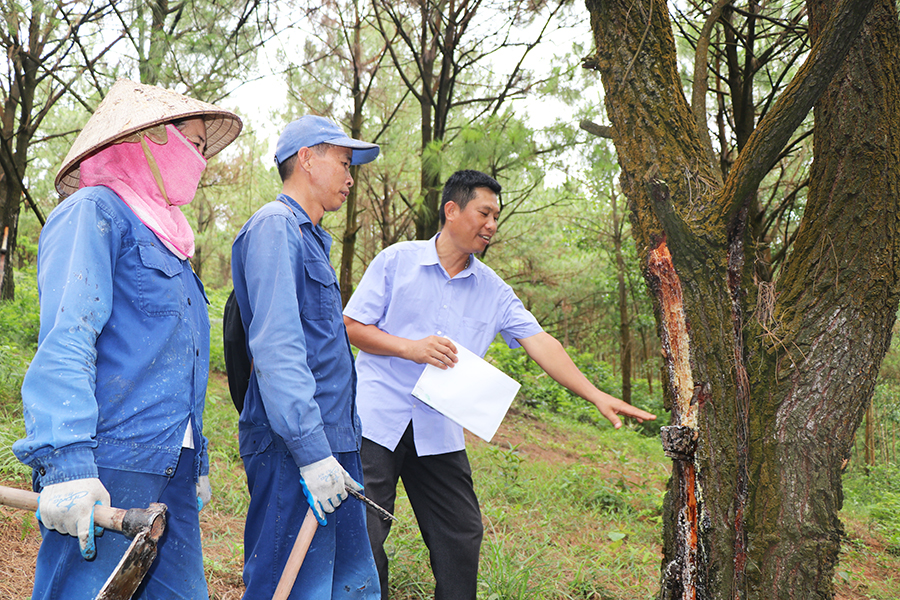 Cán bộ Công ty CP Thông Quảng Ninh hướng dẫn người dân cách khai thác nhựa thông kết hợp bảo vệ cây.