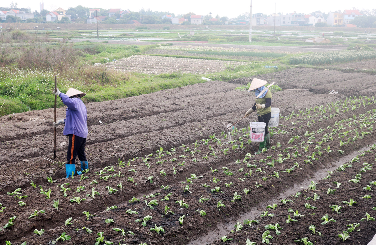 Ngay sau kỳ nghỉ Tết Nguyên đán, nhiều hộ trồng rau trên địa bàn Phường Cộng Hòa, TX Quảng Yên đã bắt đầu trồng vụ rau mới.