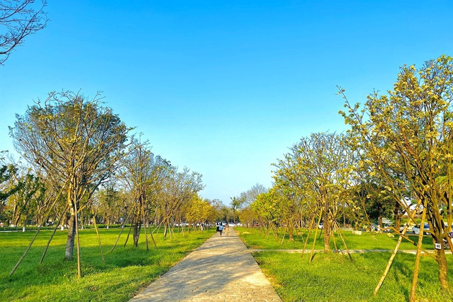 Con đường Hoàng mai được tạo ra bởi sự quy tụ của hơn 130 cây mai xứ Huế có tuổi đời từ 30-60 năm tuổi.