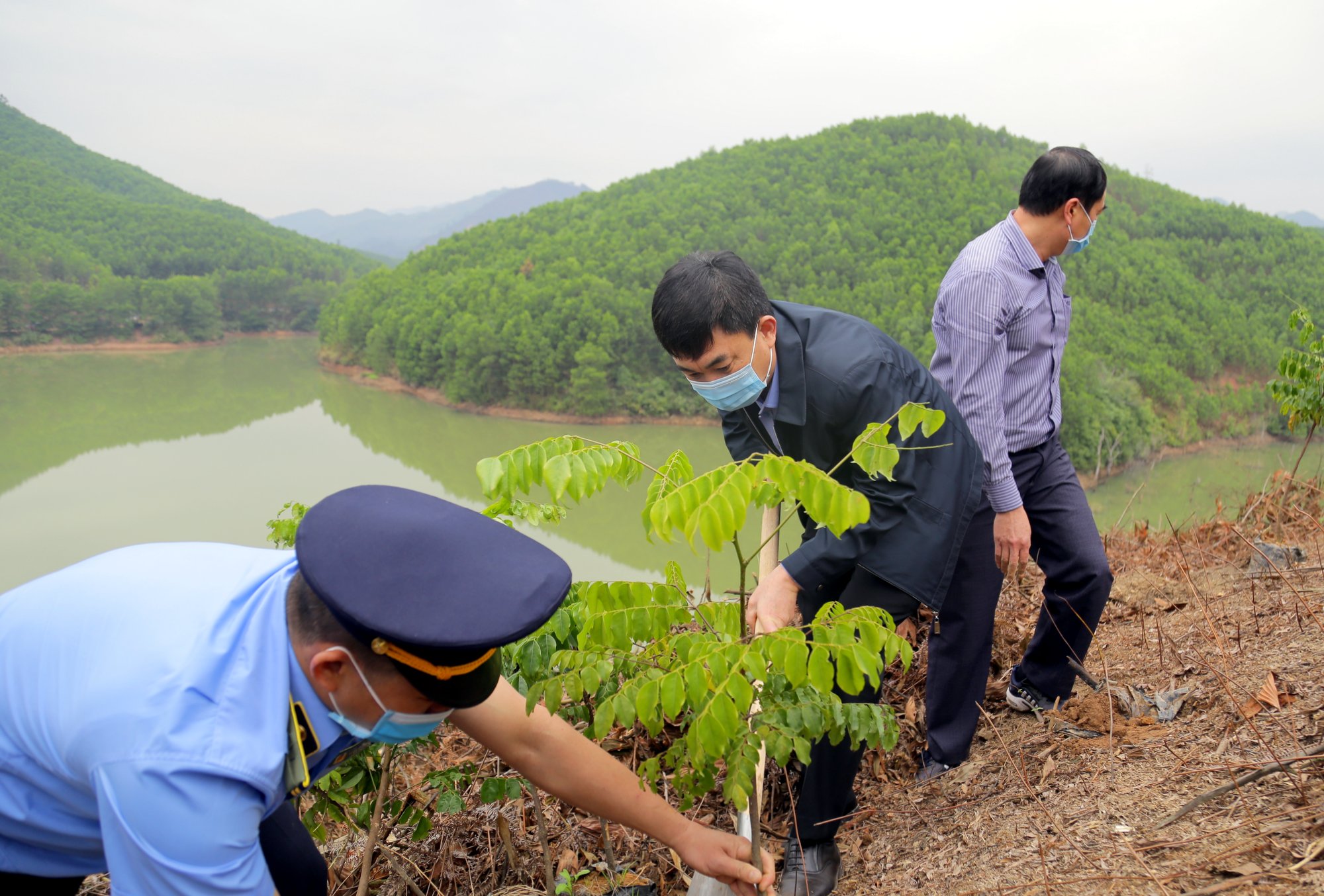 Phó Bí thư Thường trực Tỉnh ủy Ngô Hoàng Ngân trồng cây lim xanh - một trong những loại cây gỗ lớn được huyện Ba Chẽ xác định là đối tượng trồng chủ yếu để phát triển rừng gỗ lớn.
