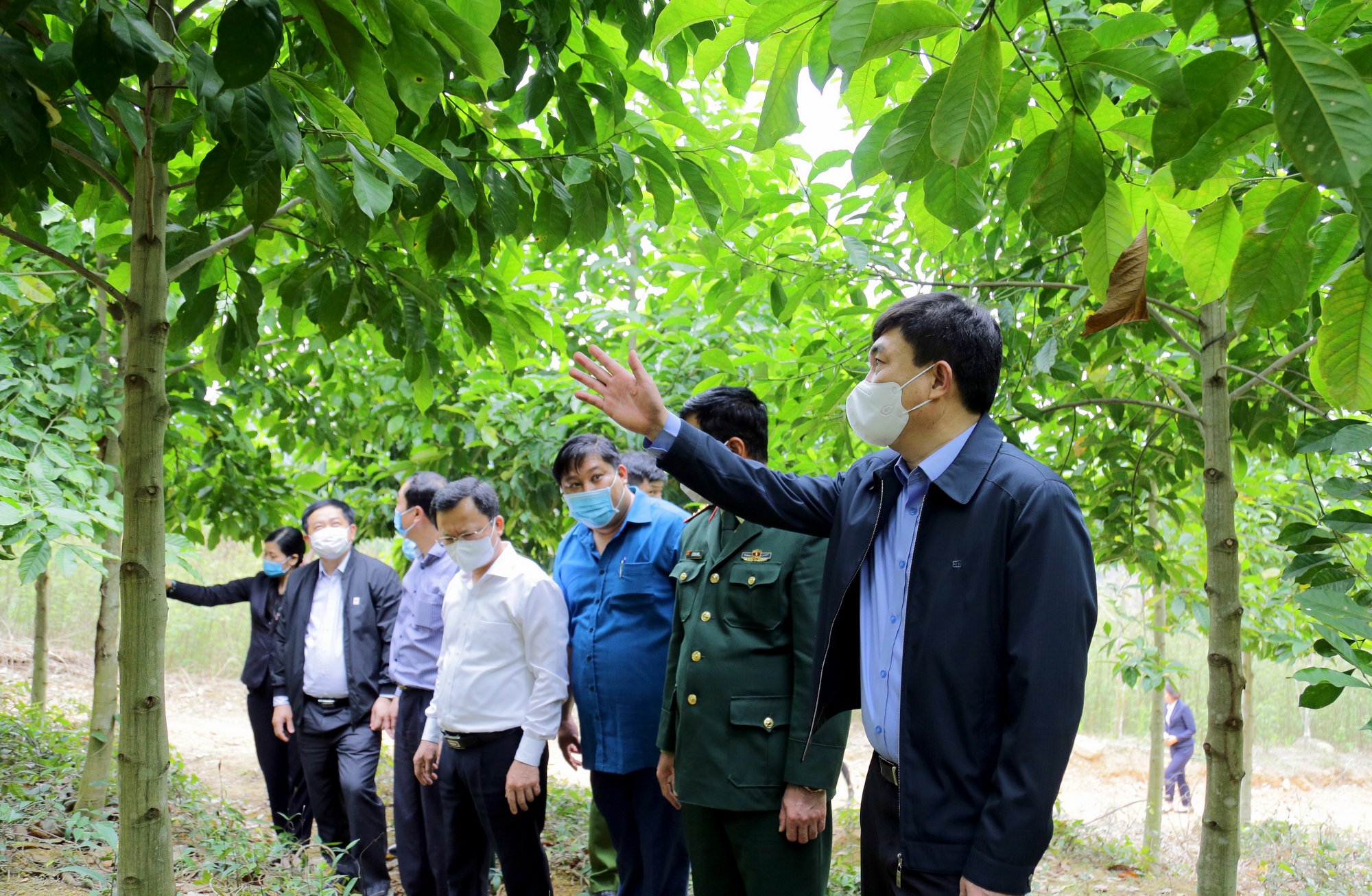 Đồng chí Ngô Hoàng Ngân, Phó Bí thư Thường trực Tỉnh ủy thăm mô hình trồng rừng gỗ lớn cây Dổi ghép và ba kích dưới tán rừng của Công Ty Cổ Phần Phát Triển Rừng Bền Vững