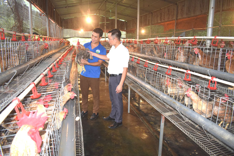 Trang trại nuôi và nhân giống gà bản Đầm Hà của gia đình anh Nguyễn Văn Tuyền (bên trái) đã được xếp hạng sản phẩm OCOP 3 sao.