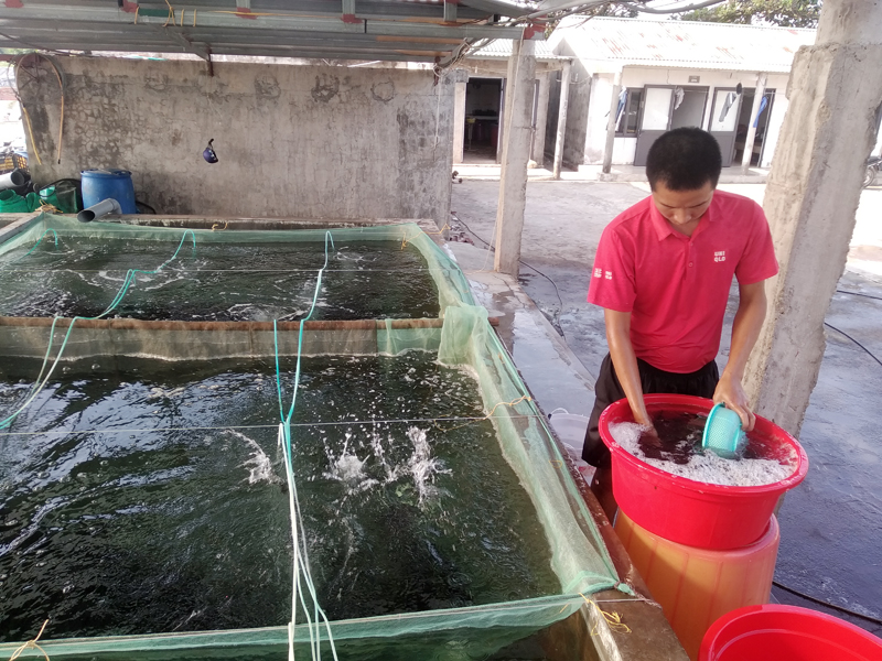 Sản xuất giống cá biển tại HTX Thủy sản Bắc Việt.