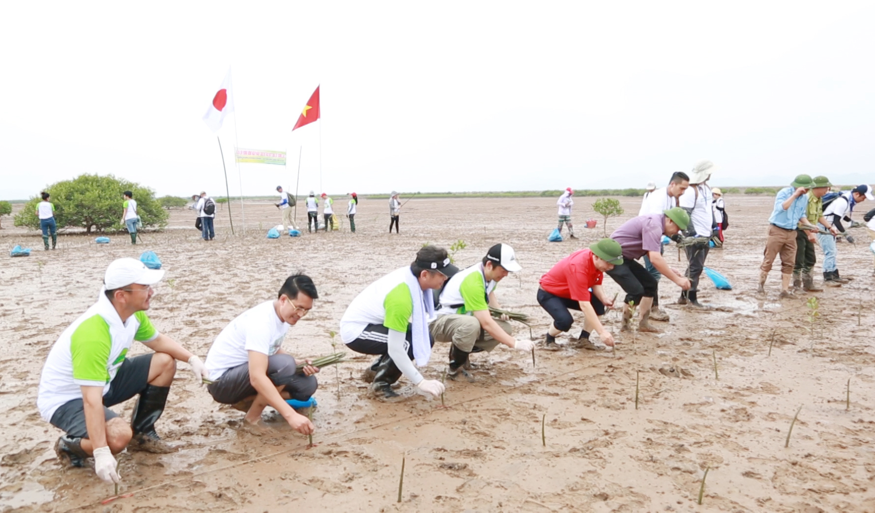 Xã Đồng Rui thường xuyên phối hợp với các tổ chức quốc tế phủ xanh các bãi triều rừng ngập mặn. Ảnh: Lê Nam.