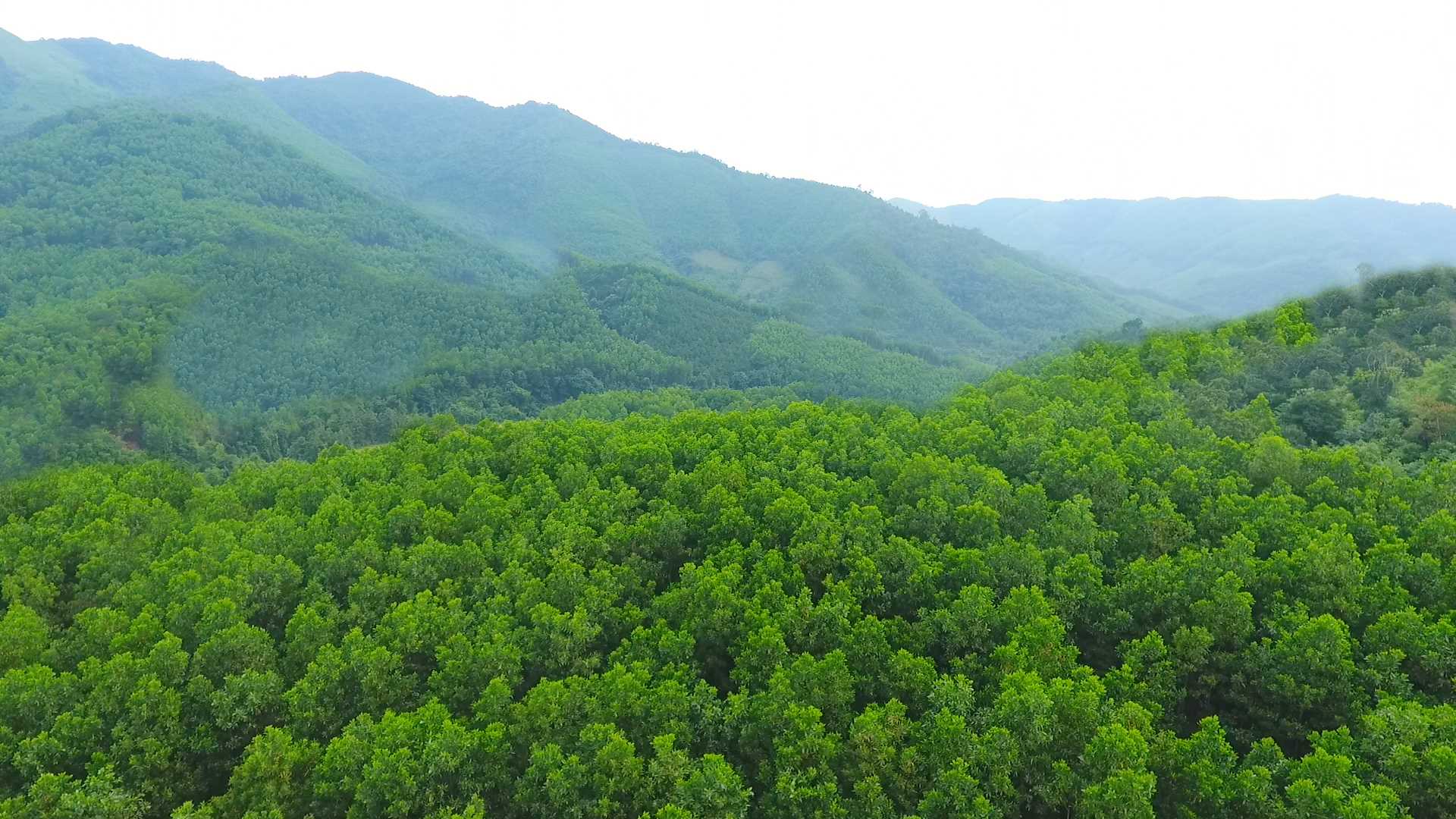 Nhờ làm tốt công tác trồng, chăm sóc và bảo vệ rừng, tỉ lệ che phủ rừng của huyện Ba Chẽ đến hết năm 2020 đạt 72%.
