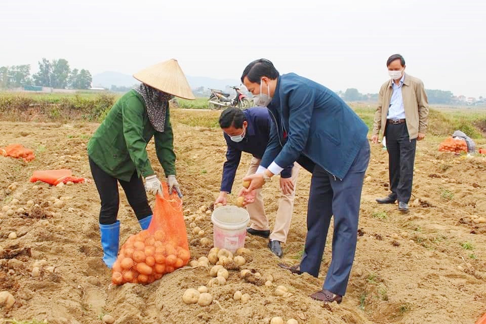 Lãnh đạo TX Đông Triều kiểm tra tình hình thu hoạch, tiêu thụ khoai tây của bà con nong dân xã Bình Dương.
