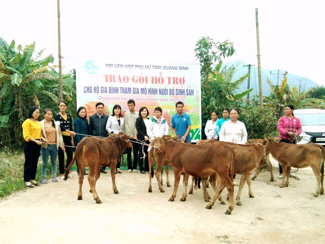 Hội LHPN tỉnh trao hỗ trợ mô hình nuôi bò sinh sản cho phụ nữ nghèo tại xã Đạp Thanh (huyện Ba Chẽ).