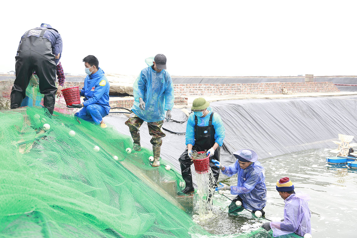 Nhờ giữ được diện tích rừng ngập mặn nên môi trường nước ở Đồng Rui rất tốt, giúp cho các loài hải sản có năng xuất cao, nhờ vậy người dân luôn thu hoạch được những đợt hải sản có sản lượng lớn. 