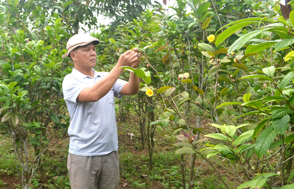 Ông Nịnh Văn Trắng, Giám đốc Công ty Kinh doanh lâm sản Đạp Thanh (xã Đạp Thanh) là người đi đầu trong việc khôi phục và phát triển cây trà hoa vàng trên địa bàn huyện.