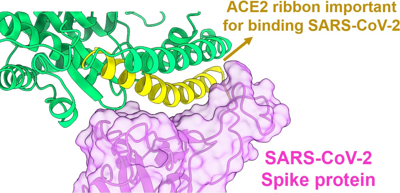 Ảnh đồ họa sự tương tác giữa cấu trúc gai protein của virus SARS-CoV-2 và thụ thể ACE2. Nguồn: Đại học Bang Ohio.