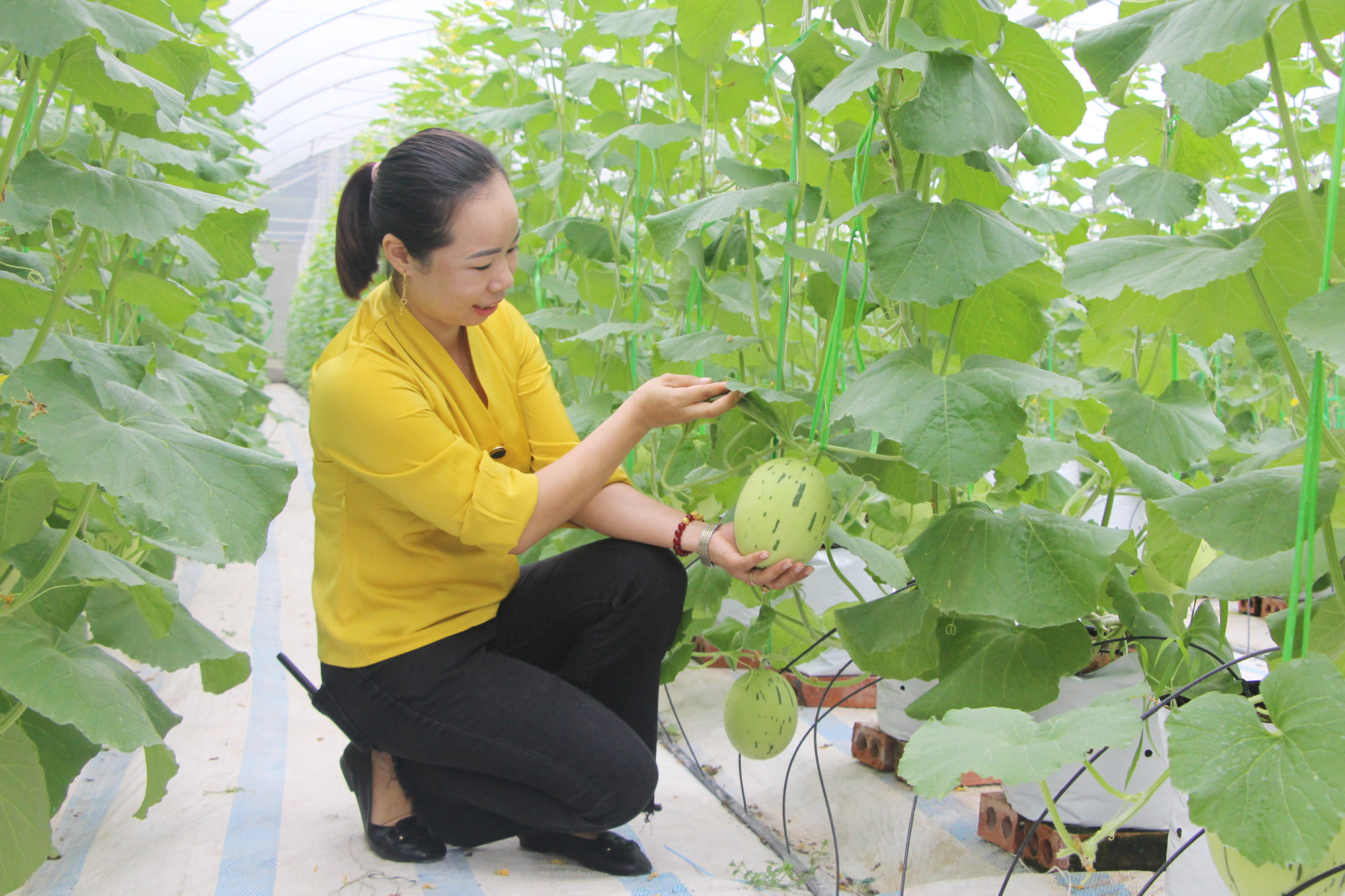 Mô hình trồng dưa lưới Công ty CP Thương mại và Xây dựng Đầm Hà