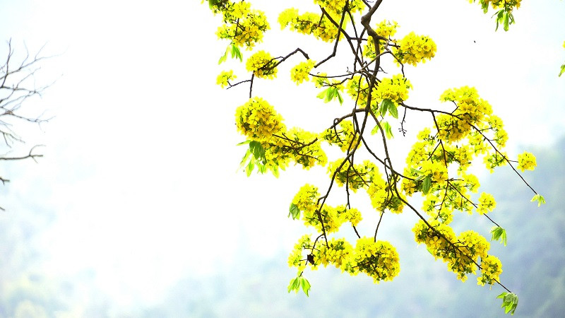 The colour of many ancient yellow ochna plants in full bloom is brilliantly shinning at the sacred forest of Yen Tu. Nature-lovers cannot resist the lure of this exquisite scenery.