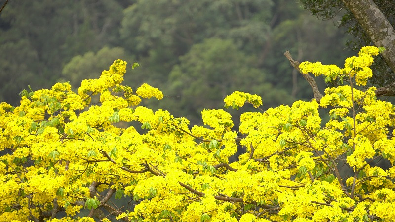 Yen Tu yellow ochna, a rare variety of apricot blossom, is historically said to have been first planted by King-Monk Tran Nhan Tong on Yen Tu mountain. 