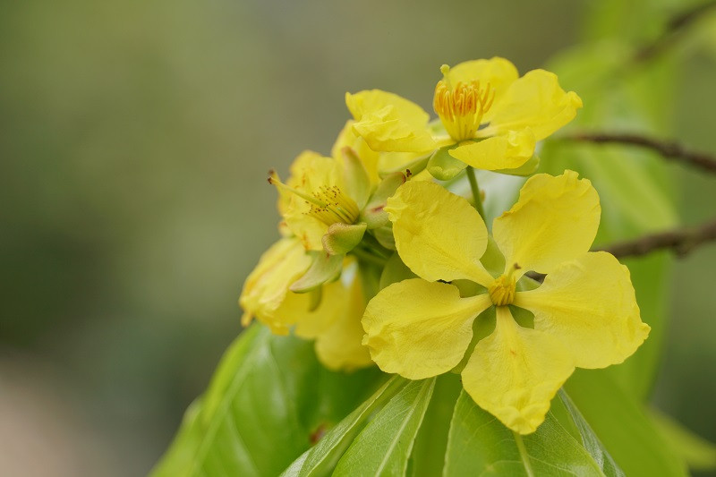 Typically, this species of pentamerous flower blooms in bunches and gives off a gentle scent from its bright yellow petals. It is scientifillay proved to be a valuable specimen which needs preserving and developing.