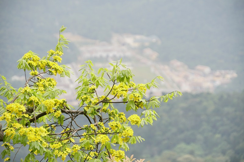 Standing on the land of Buddhists for hundreds of years, Yen Tu yellow ochna has long been a symbol of nobility and endurance. 
