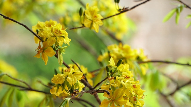 The beauty of these flowers was depicted by King-Mong Tran Nhan Tong through some ancient poems such as Mai, Tao Mai 1, and Tao Mai 2. 