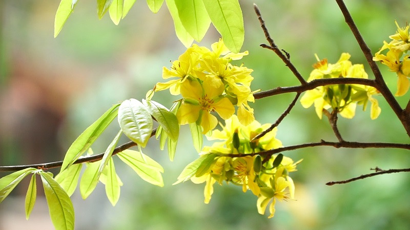 Yen Tu forest is covered with the radiant golden colour of this precious species of flower.