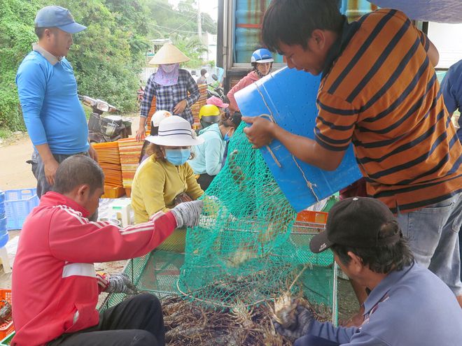 Nuôi tôm hùm lồng giúp nhiều người dân Phú Yên làm giàu tại quê hương mình.