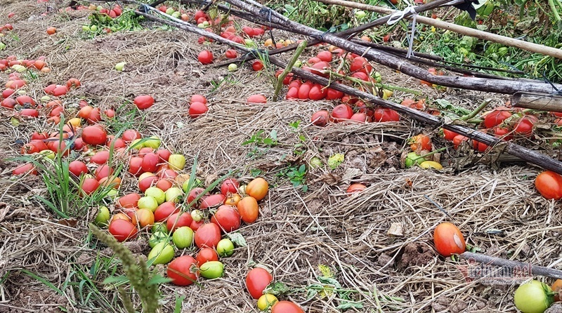 Người nông dân phải bán cà chua với giá 1.000 đồng/3kg.