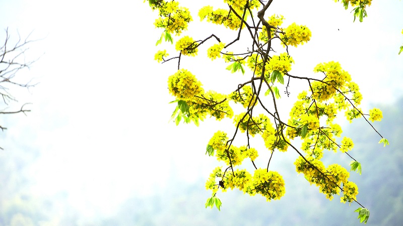 Mai vàng Yên Tử là loài hoa quý đặc hữu của Danh sơn Yên Tử, tương truyền là loài hoa do chính Phật Hoàng Trần Nhân Tôngtừng trồng trên non thiêng. Hoa thường nở muộn vào cuối xuân, đợi khi xuân “chín” mới bung tỏa sắc hương, mùi thơm dịu nhẹ, thanh khiết.