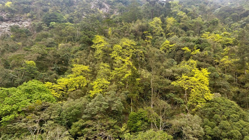 Núi rừng Yên Tử phủ một màu vàng 