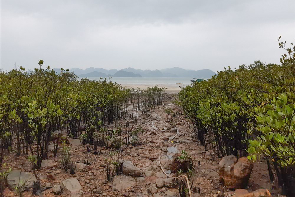 Rừng ngập mặn và vùng triều đá là 2 hệ sinh cảnh tại khu vực đảo Ba Mùn (Vườn quốc gia Bái Tử Long).