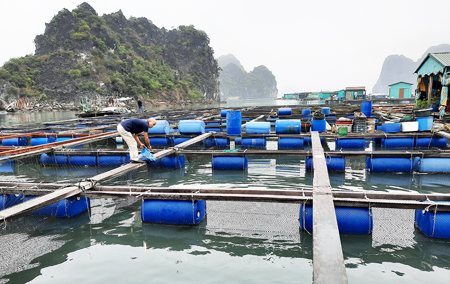 Vùng nuôi cá biển khu vực Bọ Cắn (TP Cẩm Phả).