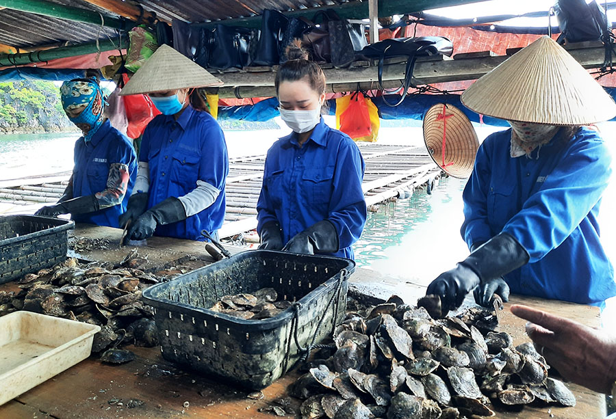 Nuôi trai lấy ngọc ở huyện Vân Đồn.