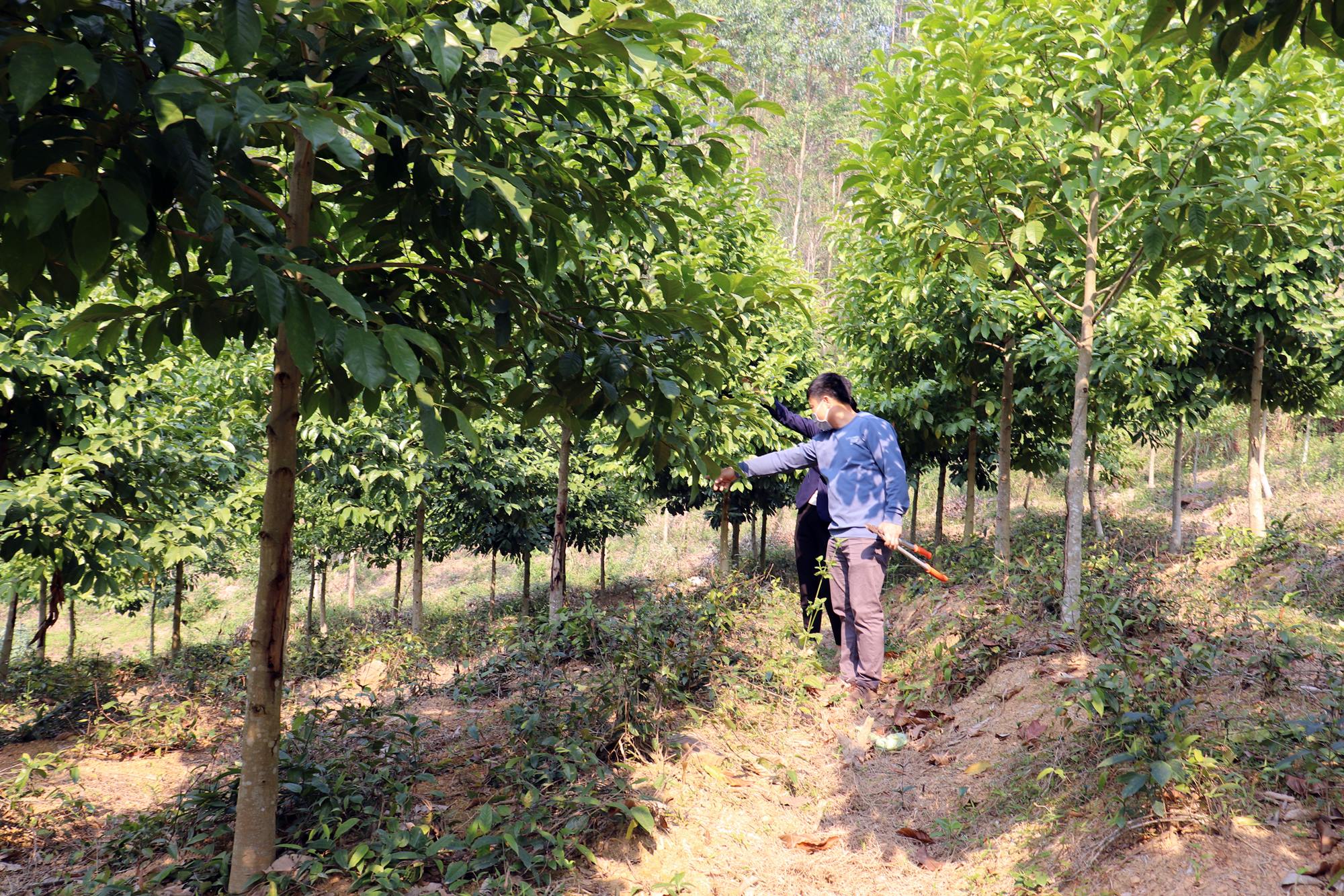 Ba Chẽ khuyến khích các doanh nghiệp, chủ rừng trồng thử nghiệm giổi xanh bản địa kết hợp trồng ba kích dưới tán. 