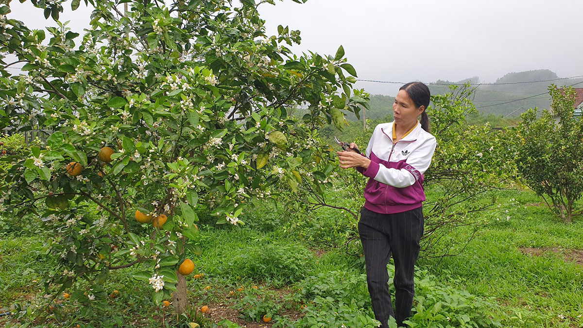 Bà Lê Thị Bảy, Giám đốc HTX cam 10 tháng 10 đang kiểm tra sự phát triển của các cây cam. 