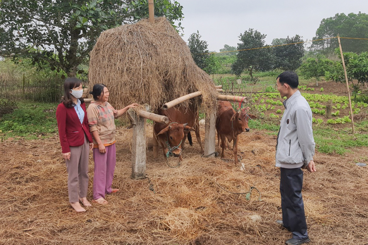 Cán bộ LĐ-TB&XH huyện Đầm Hà và xã Quảng Tân nắm tình hình thực hiện mô hình nuôi bò sinh sản tại thôn Tân Đông, xã Quảng Tân.