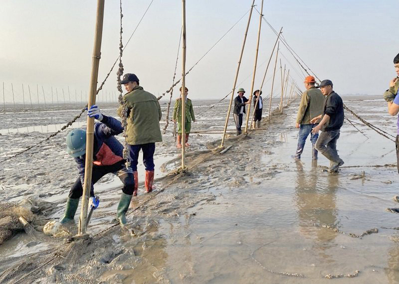 Các hộ ngư dân tại xã Quảng Minh (huyện Hải Hà) đã tự nguyện tháo dỡ đăng đáy, lưới vây và cọc tre tại bãi triều. Ảnh: Thái Hà (CTV)