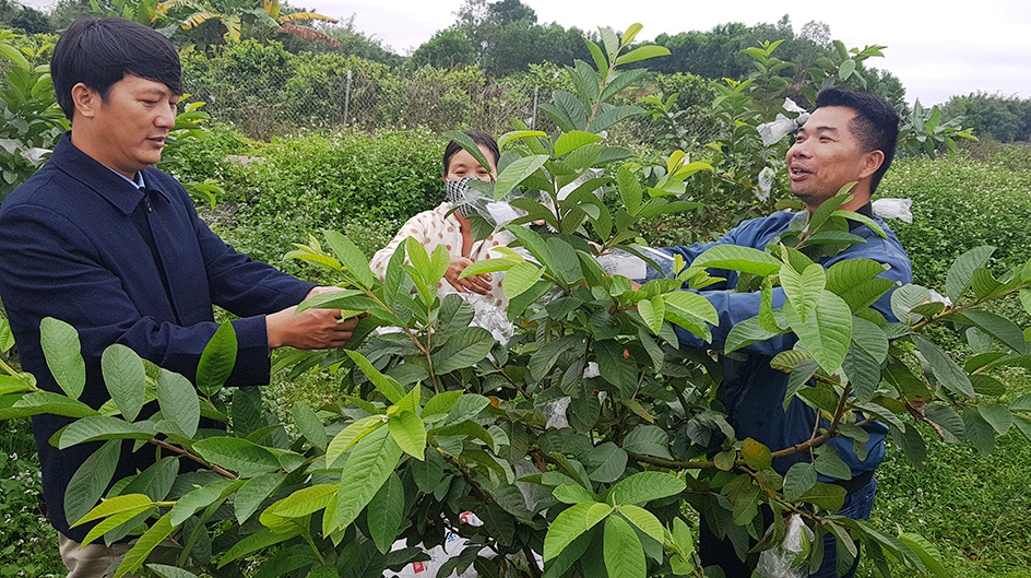 CCB Nguyễn Minh Thủy (Trái), thôn Tân Hợp, xã Quảng Tân, Đầm Hà luôn đi đầu phát triển kinh tế và trợ giúp hội viên, nhân dân trong huyện cây giống kỹ thuật .