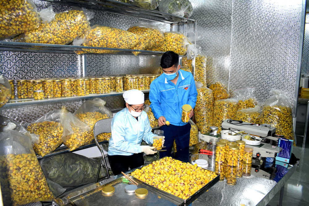 Đóng hộp sản phẩm trà hoa vàng tại HTX Dược liệu Trà hoa vàng Ba Chẽ