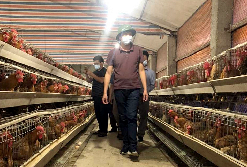 Mô hình ứng dụng công nghệ thụ tinh nhân tạo để sản xuất giống gà Tiên Yên tại Công ty CP Phát triển chăn nuôi và nông, lâm, ngư nghiệp Phúc Long.