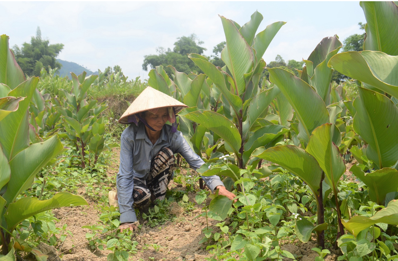 Người dân Bình Liêu chăm sóc cây dong riềng. 