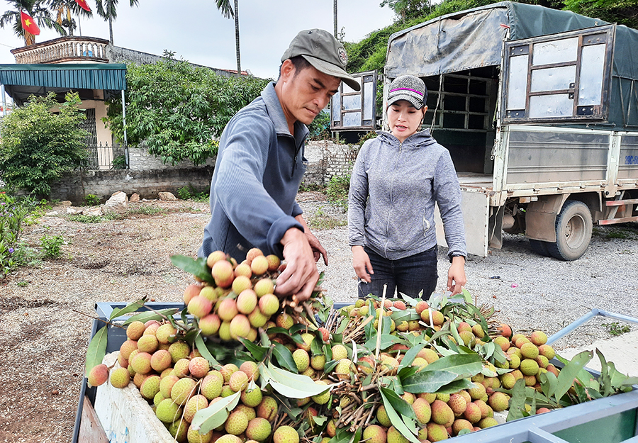 Vụ vải chín sớm Phương Nam năm 2020 được mùa, đạt khoảng 4.000 tấn, gấp đôi so với năm trước. Ảnh: Việt Hoa