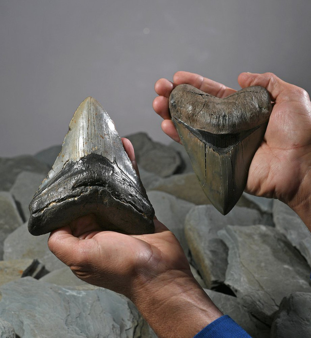 Răng của cá mập Megalodon (trái) và răng của voi răng mấu. (Ảnh minh họa: AP)