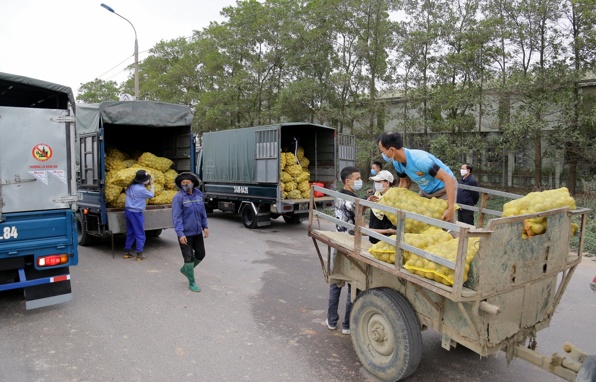 khoai tây vừa đến kỳ thu hoạch của nông dân Đông Triều được hỗ trợ kết nối tiêu thụ.