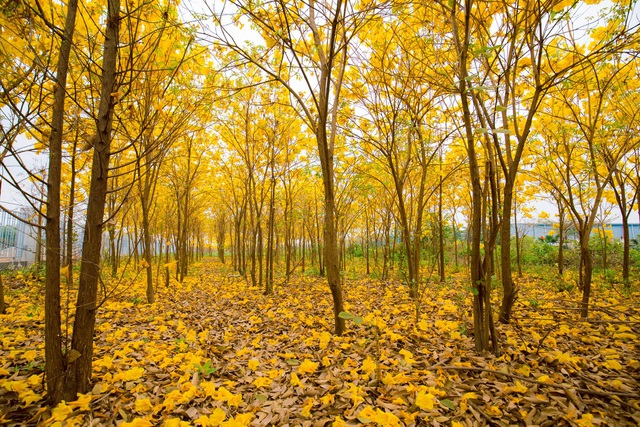 Vườn hoa phong linh nở sắc vàng rực rỡ đẹp tựa trời Âu ở Bắc Giang - 3Nhấn để phóng to ảnhTại KCN Vân Trung, những cây phong linh này được nhập từ Đài Loan và trồng cách đây 4 - 5 năm. Hiện tại khu vườn này có khoảng 3000 cây.