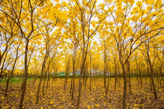 Vườn hoa phong linh nở sắc vàng rực rỡ đẹp tựa trời Âu ở Bắc Giang - 6Nhấn để phóng to ảnhVào mùa nở rộ, hàng nghìn cây phong linh bung sắc rực rỡ, 